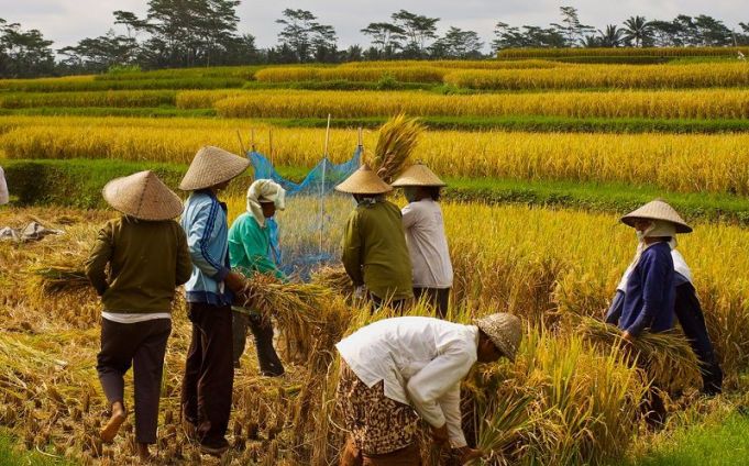 Rice Harvest