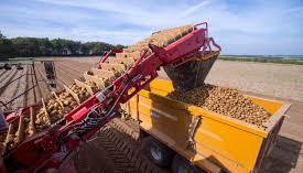 Potato Harvest
