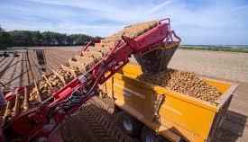 Potato Harvest