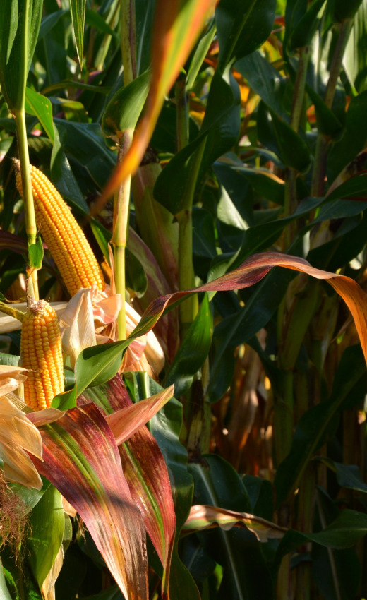 Ears of Corn