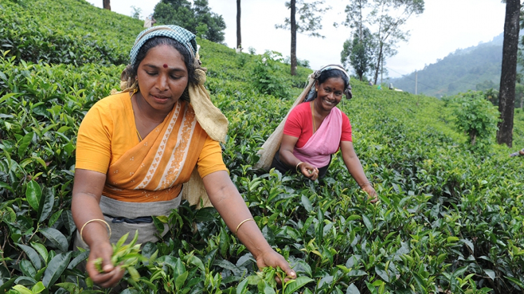 Tea Harvest